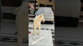 Pure white Siberian husky #short #trending #husky #dogs / as kennel/ 9466451339 call Pure white Siberian husky #short #trending #husky #dogs / as kennel/ 9466451339 call
