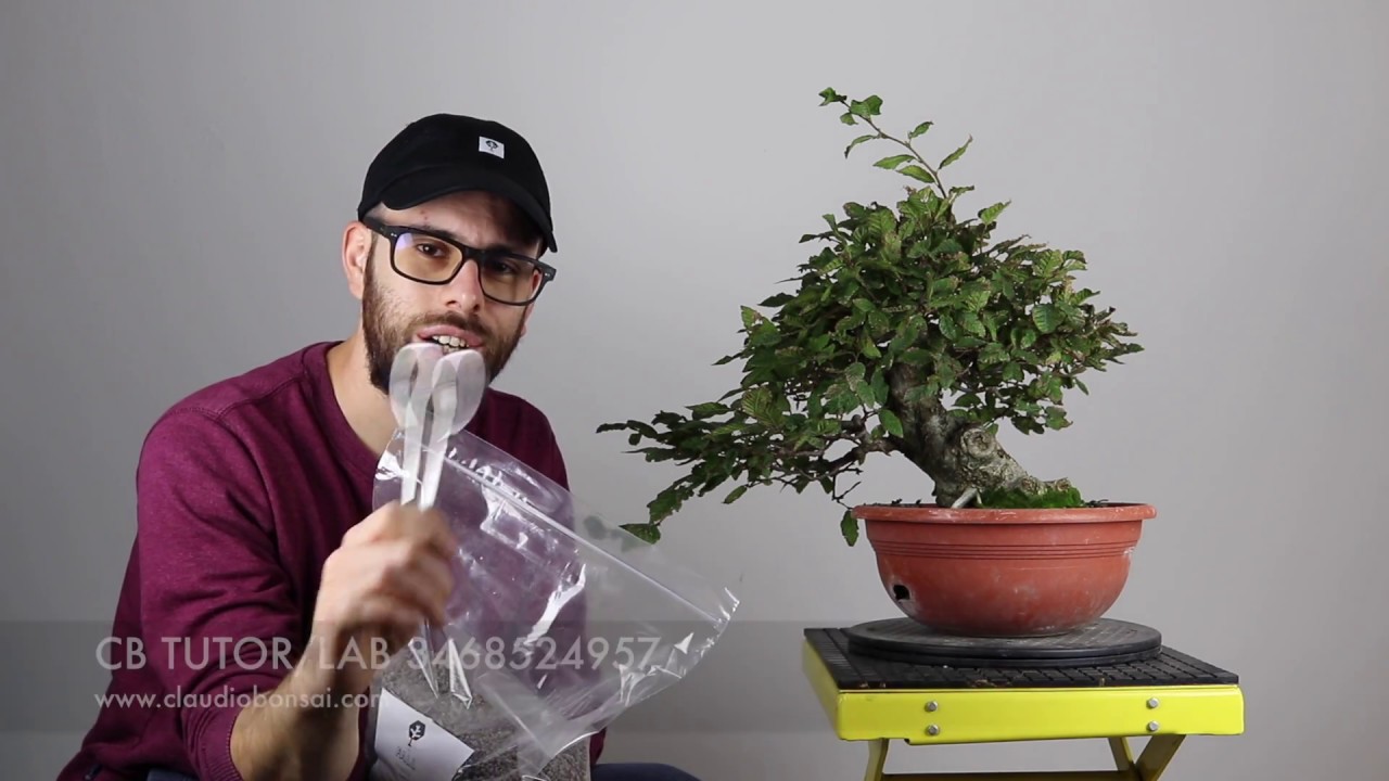 COME CONCIMARE UN BONSAI YouTube