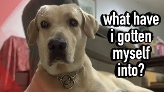 I REGRET Getting A Labrador Part 2