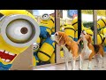 😍🍌Minions In Real Life Compilation 🍌😍 : 10 Minions and 1 Purple minion live with us.