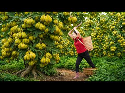 Harvesting Figs From Giant Trees to Winter Jars Goes to market sell | Traditional Village Cuisine