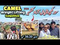 Surakhi Dadyal Azad Kashmir Camel Weight Lifting Competition 2026 