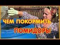 Подкормка томатов в начале плодоношения. Чем удобрять помидоры.