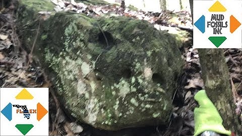 Gigantic Turtle MudFossil ￼