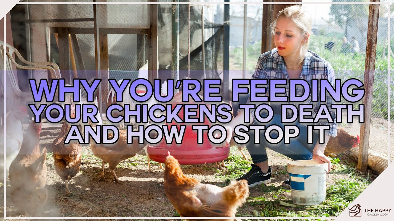 Why You’re Feeding Your Chickens To Death And How To Stop It YouTube