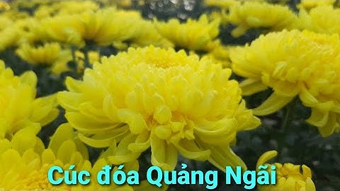 Cận cảnh hoa cúc đại đóa quê Ba Nhân to và đẹp ra sao