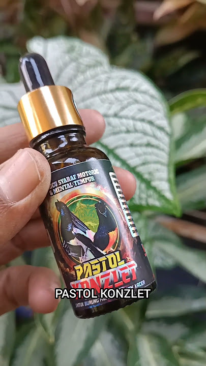 Vitamin burung murai batu pastol !!
