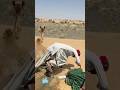 طقس زفاف ريفي قديم انفجار الجرة يجعل العروسين يرقصان وسط أجواء احتفالية مدهشة