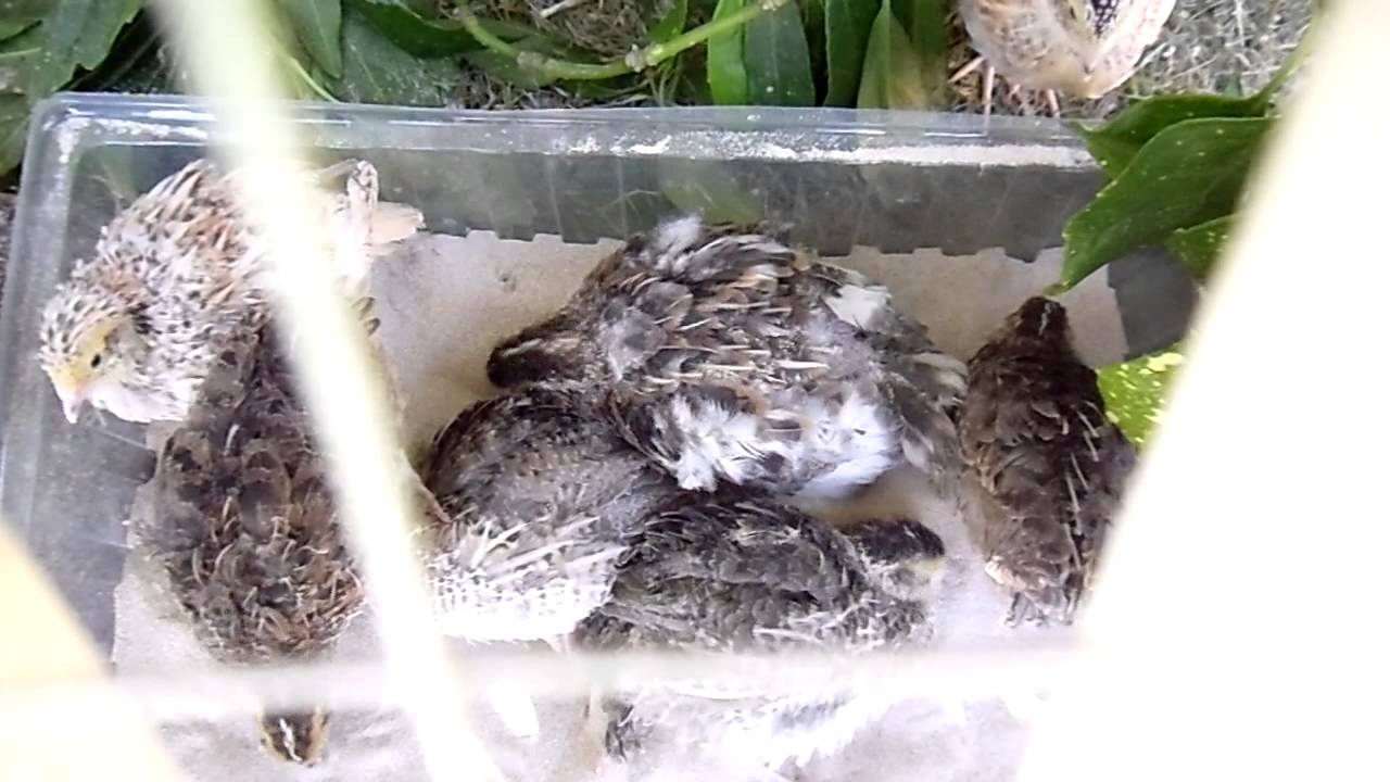 Coturnix Quail Growth Chart