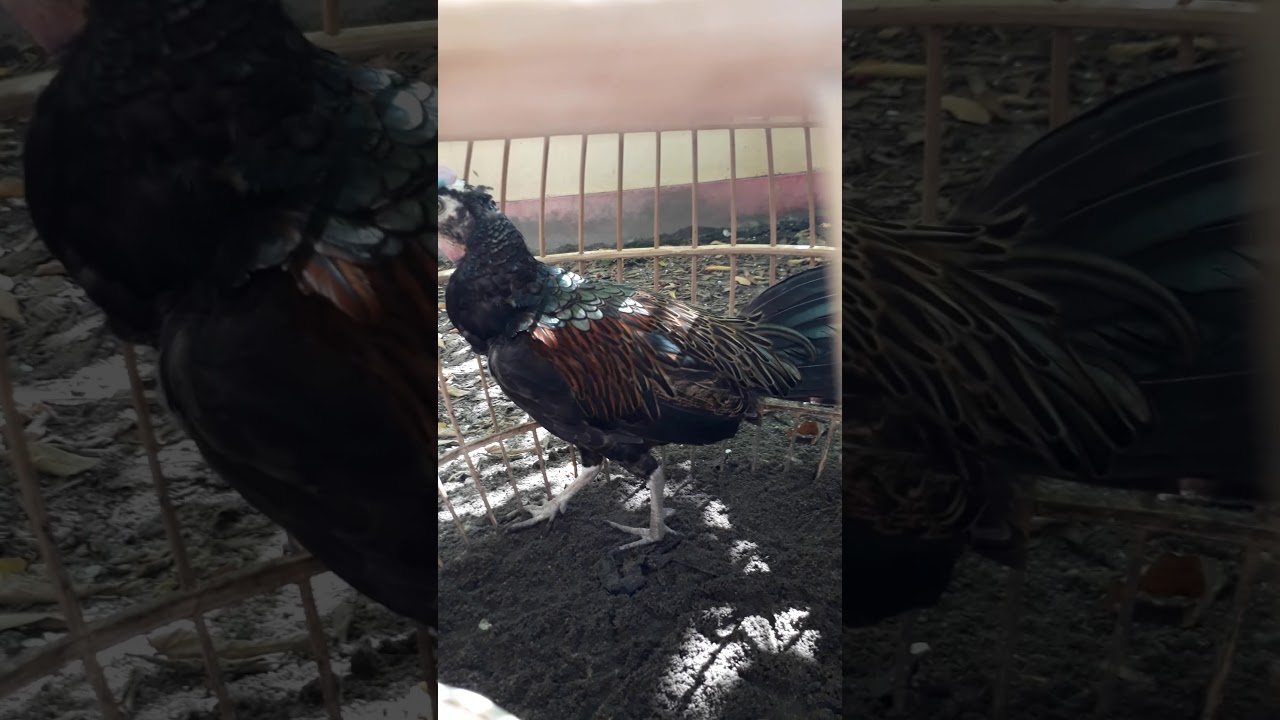 Ayam hutan hijau Kalimantan 