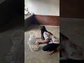 Wait for the end 🤣😎 #viralvideo #youtube #art #drawing #3dart #funny #rangoli #artist #monkey
