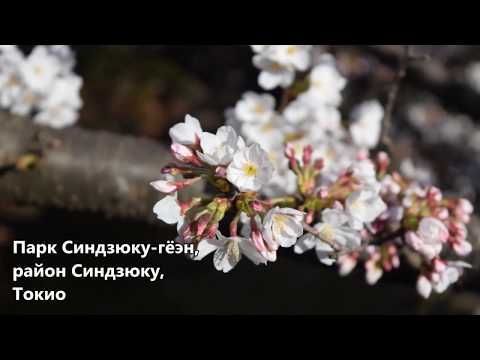 Весна в Токио (серия "Страна Восходящего Солнца" #1)