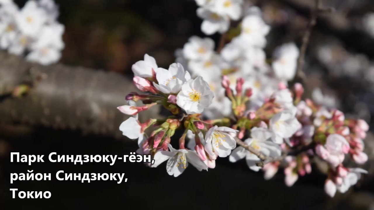 Весенний месяц ниссан это