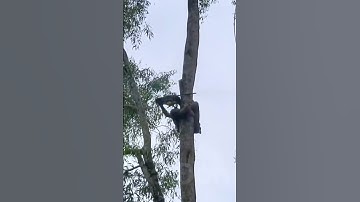 Vua Khỉ Miền Tây Cưa 2 Lóng Cây Tràm Trên Cao Máy Cưa Gặp Sự Cố Gì