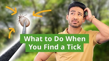 How to Safely Remove a Tick: Expert Advice for Handling Tick Bites