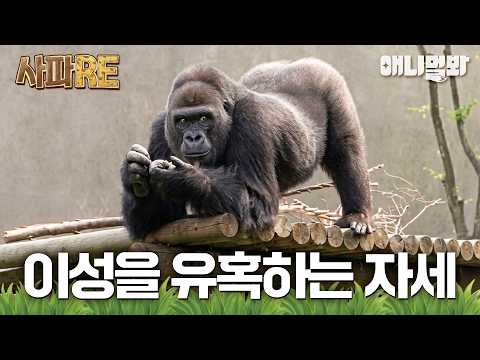 <strong>고릴라</strong> 눈나의 유혹 성공할까?🦍🍑 #TV동물농장 #AnimalFarm #애니멀봐