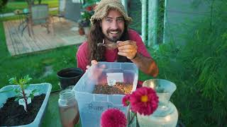 Dahlia Tuber Watering Experiment - Part 3