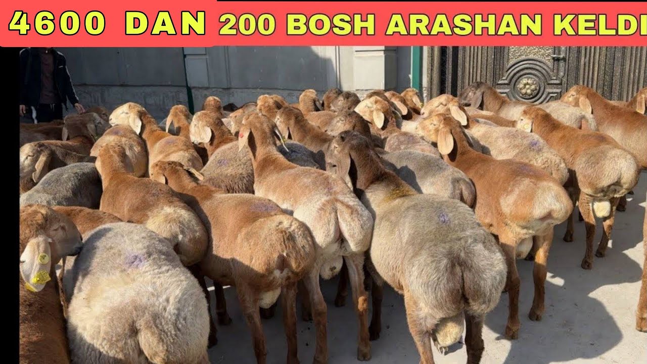 200 TA ARASHAN QO’CHQOR VA SOVLIQLAR KELDI 4600 DAN BO’PKETI 