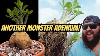 Another HUGE Desert Rose! | Potting a MONSTER Adenium Obesum!