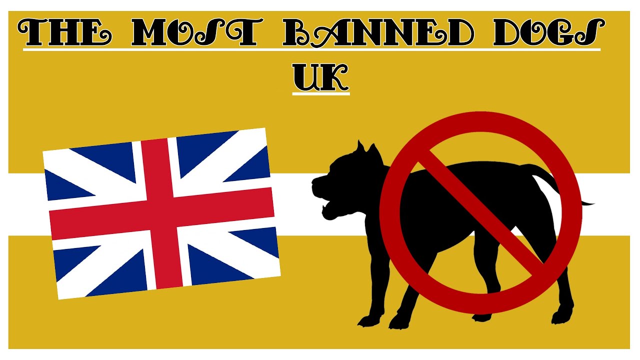 The Most Banned Dogs Uk Edition