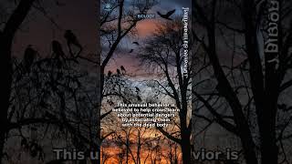 Crows' Mysterious Funerals & Memory Centers 🐦 #Shorts