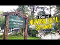 Best of Nuwara Eliya Sri Lanka  - Scenery video 4K 2020