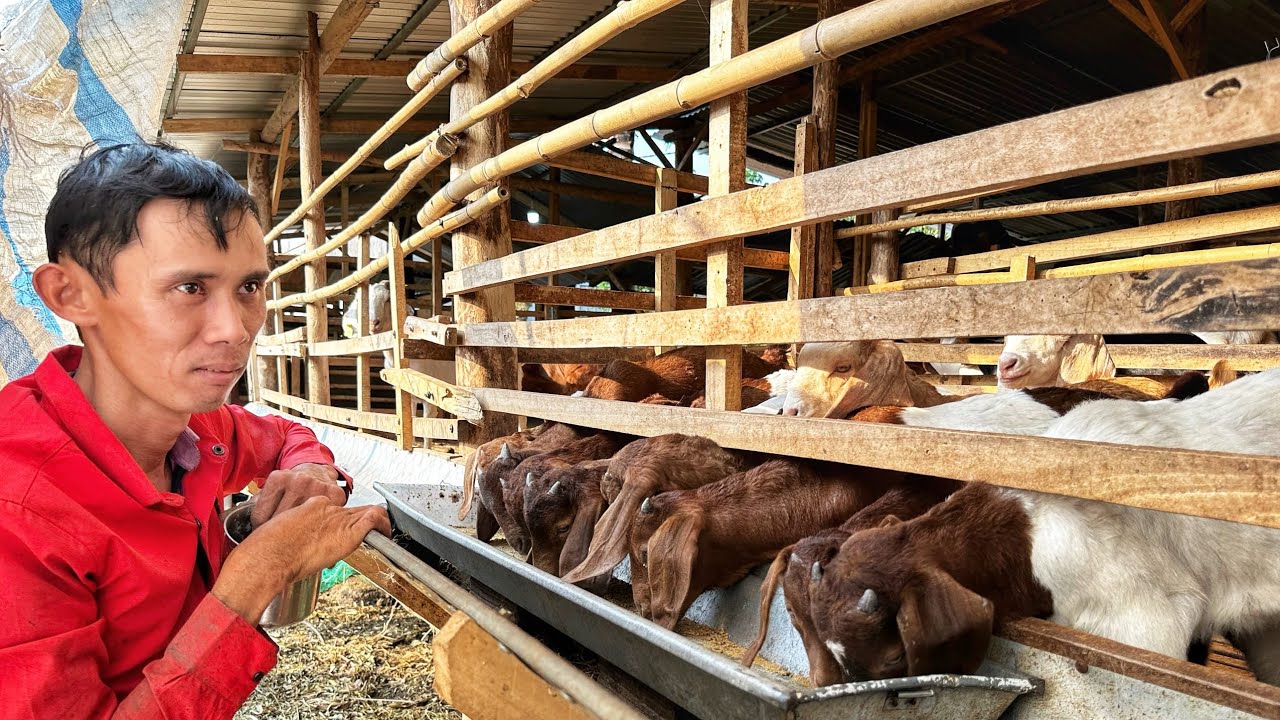 Bí Quyết Nuôi Dê Sinh Sản Vừa Hiệu Quả Vừa Tiết Kiệm Chi Phí