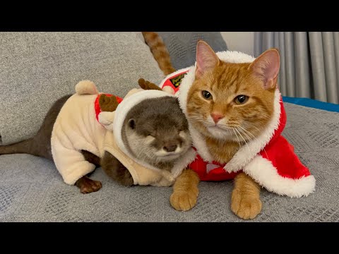 ??????? ??????????????????? Reindeer otter and santa cat