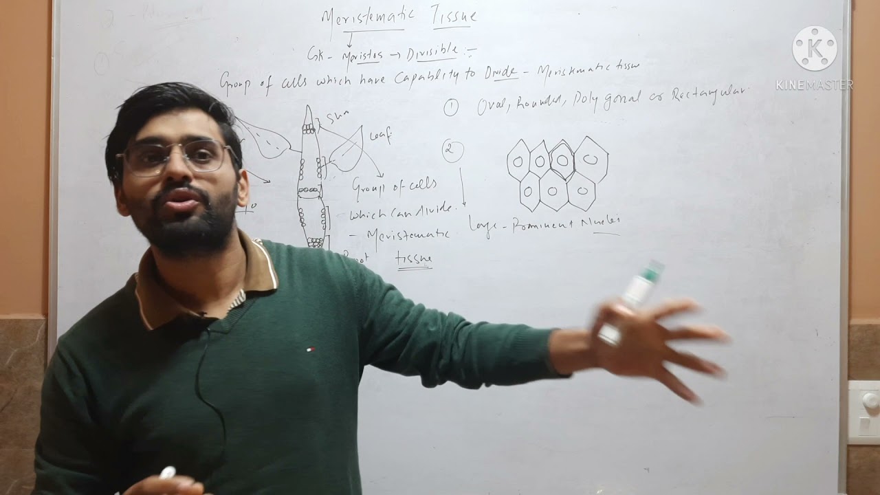 Meristematic tissue and its Characterstics