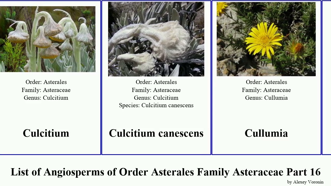 List of Angiosperms of Order Asterales Family Asteraceae Part 16 crepis curio creeping plant cup