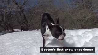 Bostons First Snow Experience Boston Terrier