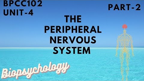 BPCC 102/BIOPSYCHOLOGY/SOMATIC & AUTONOMIC NERVOUS SYSTEM/ PSYCHO STUDY/ Part-2 😊