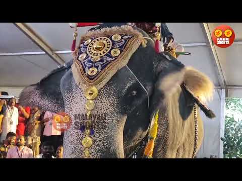 ഇടി നാശം വെള്ളപൊക്കം മൂവി Launch ആനപ്പുറത്ത് നടത്തി 🤩😍#മലയാളം #movie #like
