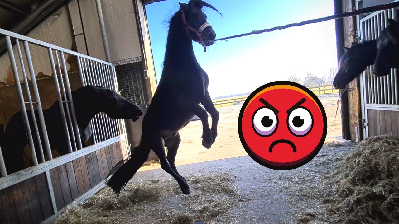 Johnny hates other stallions. But he loves his mares | Friesian Horses | Dartmoor pony