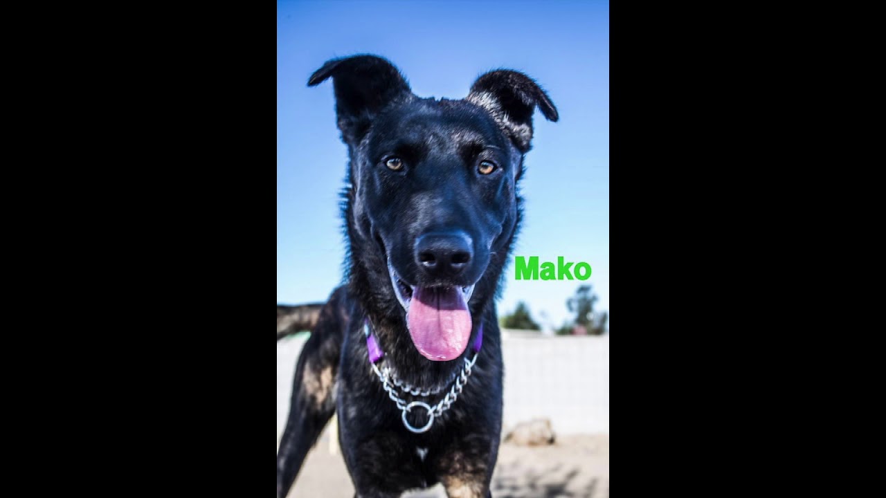 Saving Paws Rescue AZ Adopted dogs 2019 YouTube