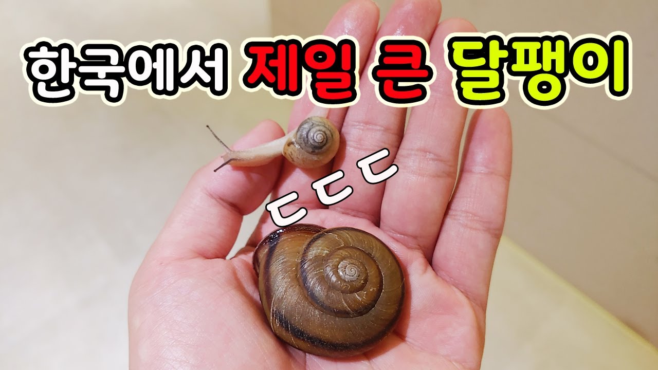 우리나라에 이렇게 큰 달팽이가? (Feat. 두점박이사슴벌레) [오브리더] - Youtube