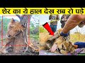 भगवान ऐसी सजा किसी को ना दे  | Animals That Went Through Tough Situations compressed