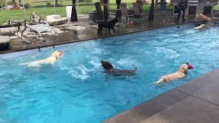 Pool Time Fun
