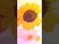 Positive Summer / Beauty of Sunflower #relaxing #nature #sunflower #summervibes