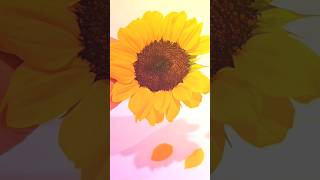 Positive Summer / Beauty of Sunflower #relaxing #nature #sunflower #summervibes