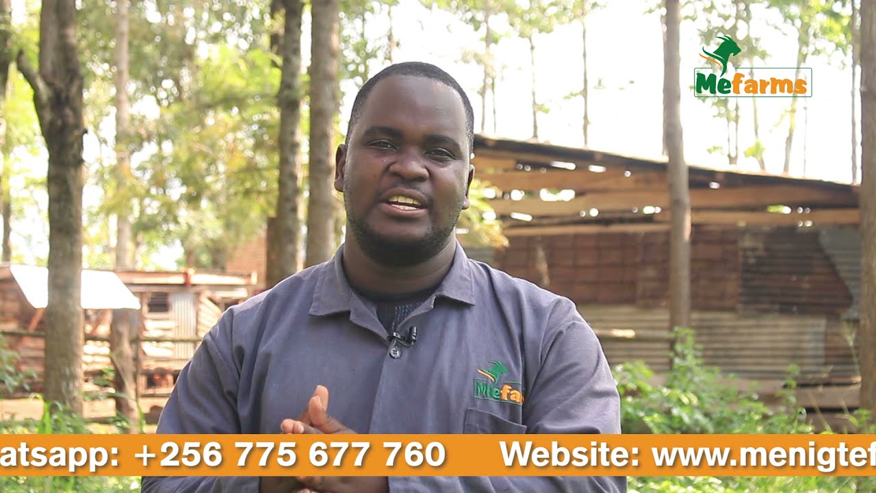 Goat Business Case: How to Calculate Your Break Even Point