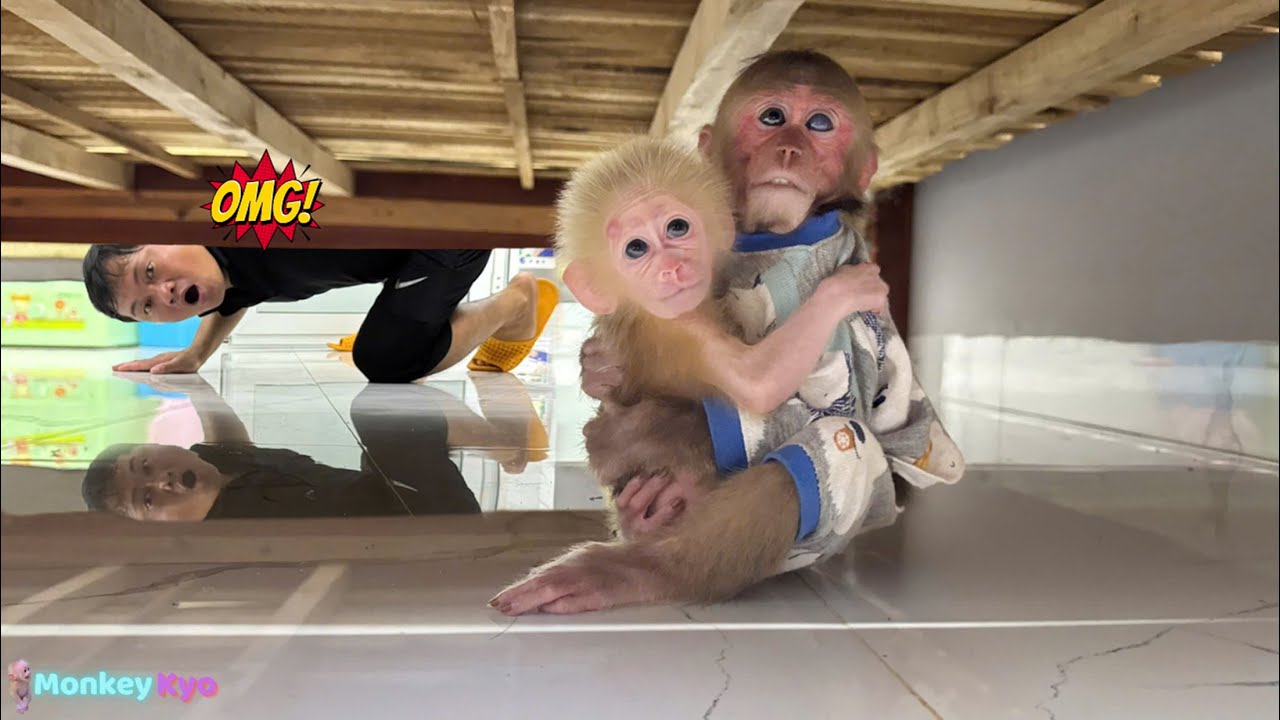 О нет! Папа был в шоке, когда Кё что-то сделал... чтобы помочь маленькой обезьянке!