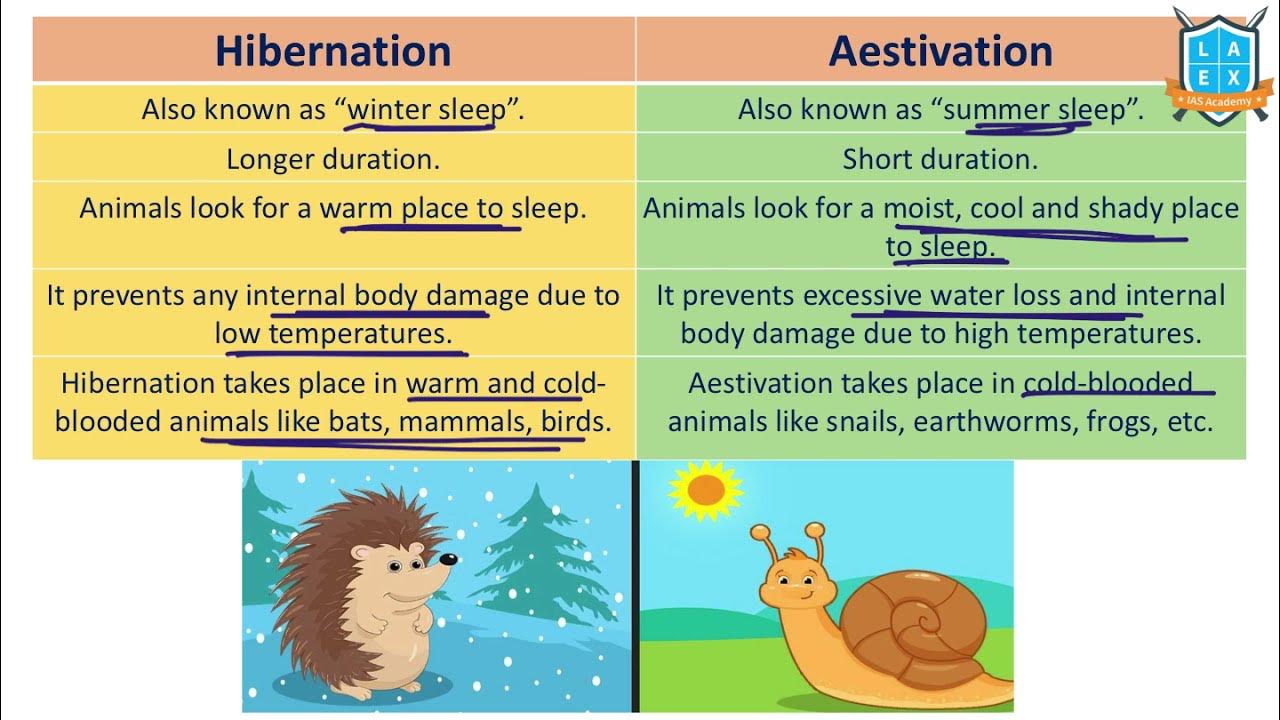 What is Hibernation vs Aestivation ? || Hibernation vs Aestivation అంటే ...