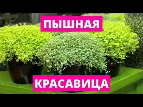 Видео: Солейролия (31 снимки): грижа за гелксина у дома, методи за размножаване на стайно растение. Видове цветя