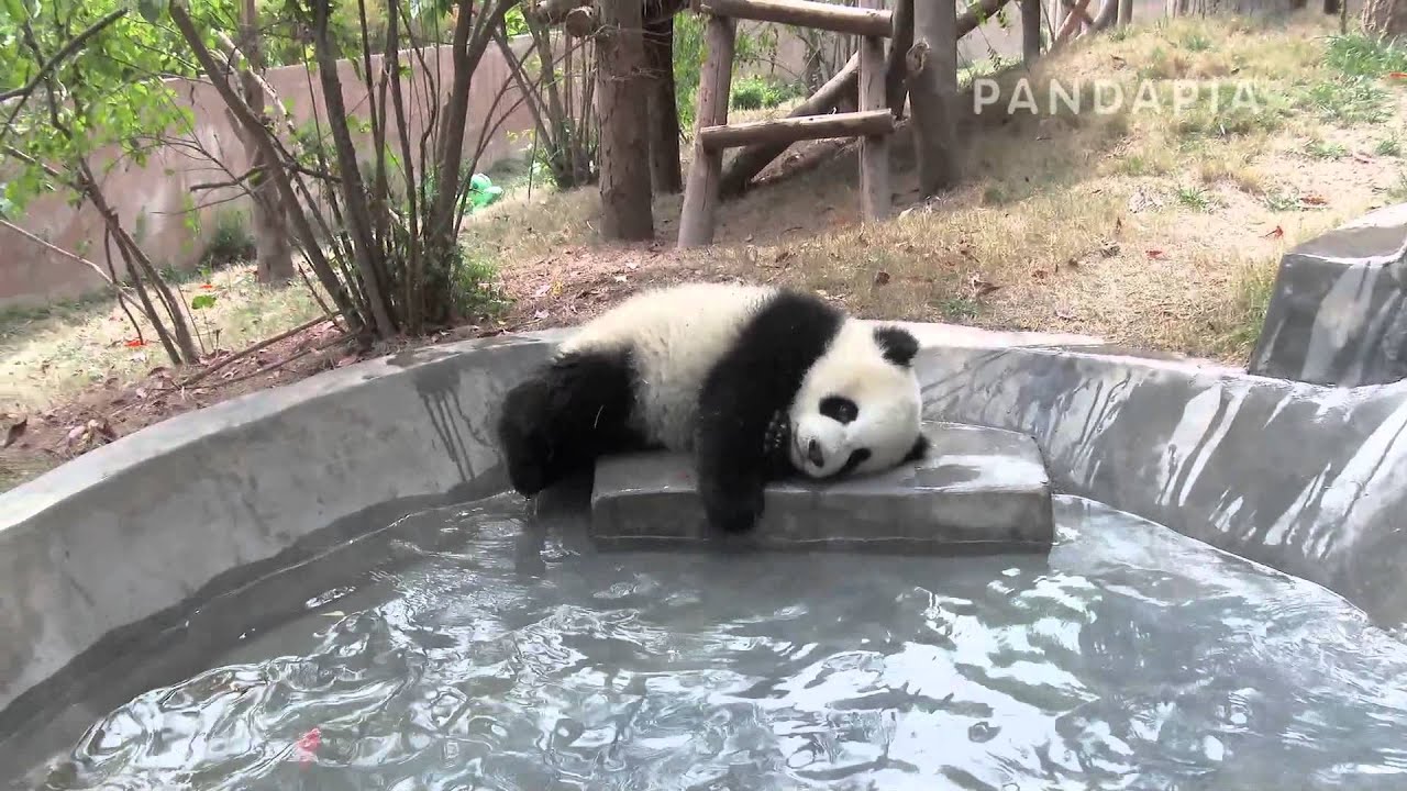 pandapia 20140416-夢夢-夢夢趴在水池邊，感受初夏的濕暖氣息 pandas merge