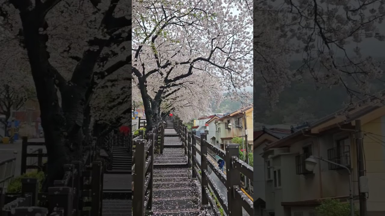 cherry blossom🌸 travel in Japan 