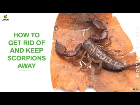 How To Get Rid Of And Keep Scorpions Away