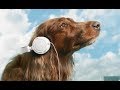 ✅ Звуки которых ваша собака полюбит!