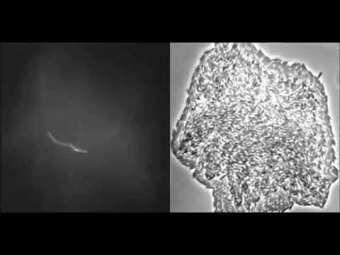 PLoS Biology : Bistability in a Metabolic Network Underpins the De Novo Evolution of Colony...