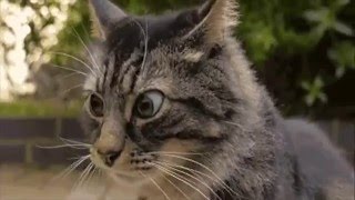 Лучшие приколы и coub #3 КТО ТАМ Лучшие приколы и coub #3 КТО ТАМ